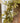 Bracken Fern Garland 6'