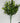 Eucalyptus Bush