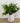 Eucalyptus Bush