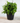Eucalyptus Pot