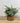 Willow Gale Eucalyptus Pot