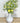 Bush Chestnut