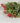 Nottingham Berry Bush - Red