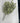 Pebble Eucalyptus Bush