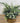 Willow Gale Eucalyptus Pot
