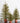 Artificial Pine Trees with Wood Base Set