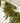 Cedar with Pinecone Garland