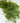 Cypress Pine with Red Berries Garland