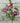 Blooming Aster 18" Pick