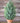 20" Mini Topiary Pine w/ Ice & Clay base