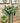 24" Artificial Spiral Eucalyptus stems
